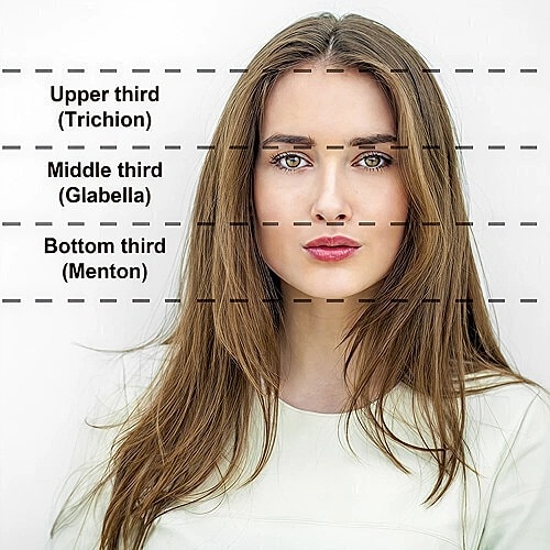 Facial proportions labeled in three horizontal sections.